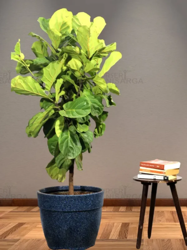 Buy Ficus Lyrata | Fiddle Leaf Fig- Plant From nursery nisarga