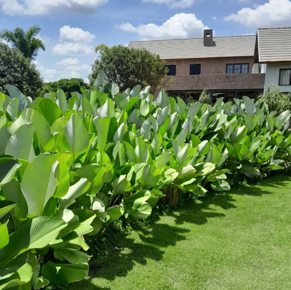 Buy Calathea lutea "Cigar calathea" - Plant From Nursery Nisarga