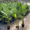 Buy Calathea lutea "Cigar calathea" - Plant From Nursery Nisarga