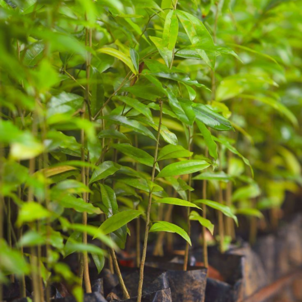 Buy Agar Wood , Aquilaria malaccensis Lamk- Tree from Nursery nisarga