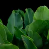 Buy Calathea lutea "Cigar calathea" - Plant From Nursery Nisarga