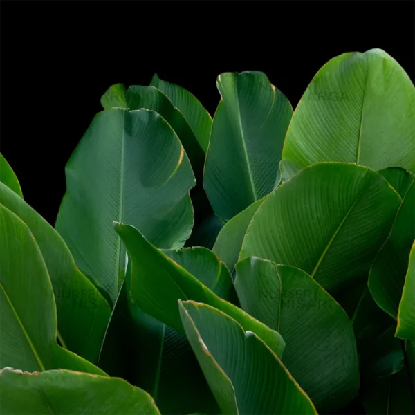 Buy Calathea lutea "Cigar calathea" - Plant From Nursery Nisarga