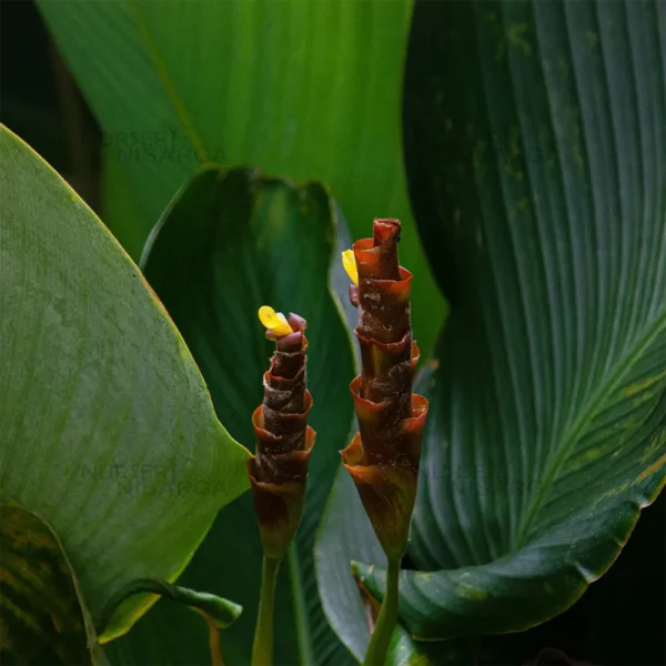 Buy Calathea lutea "Cigar calathea" - Plant From Nursery Nisarga