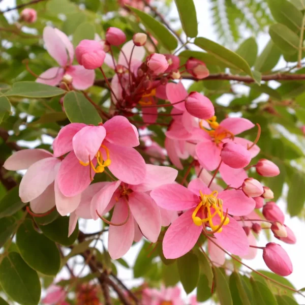 Buy Cassia Javanica "pink shower tree" - Plant from Nursery Nisarga