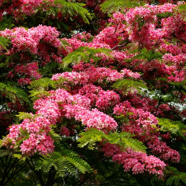 Buy Cassia Javanica "pink shower tree" - Plant from Nursery Nisarga