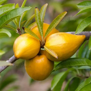 Close-up image of ripe Pouteria campechiana (Canistel or Egg Fruit) with its bright yellow flesh and smooth, glossy skin, showcasing its unique texture and rich color.