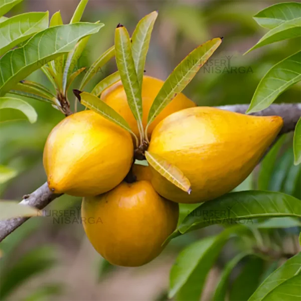 Close-up image of ripe Pouteria campechiana (Canistel or Egg Fruit) with its bright yellow flesh and smooth, glossy skin, showcasing its unique texture and rich color.