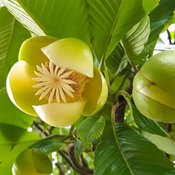 Buy Egg Fruit "Pouteria campechiana" - Plant From Nursery Nisarga