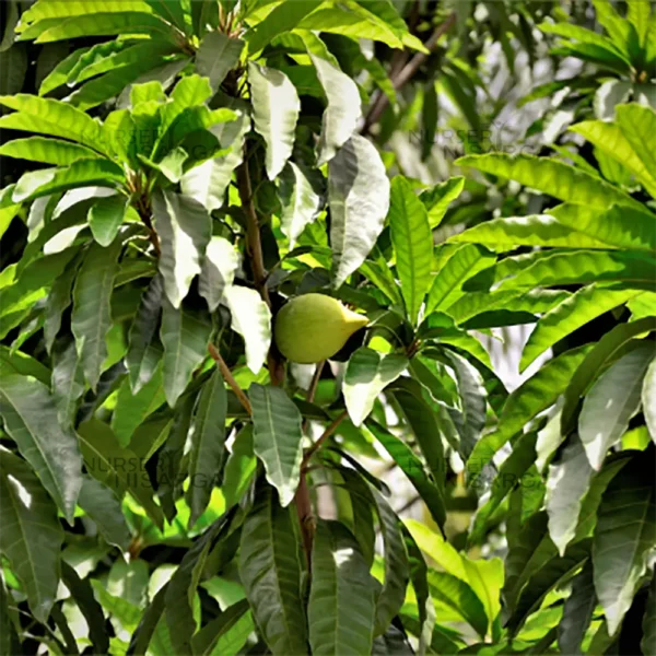 Buy Egg Fruit "Pouteria campechiana" - Plant From Nursery Nisarga