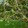 Buy Makhan Katori "Ficus krishnae" - Plant from Nursery Nisarga