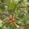 Buy Makhan Katori "Ficus krishnae" - Plant from Nursery Nisarga
