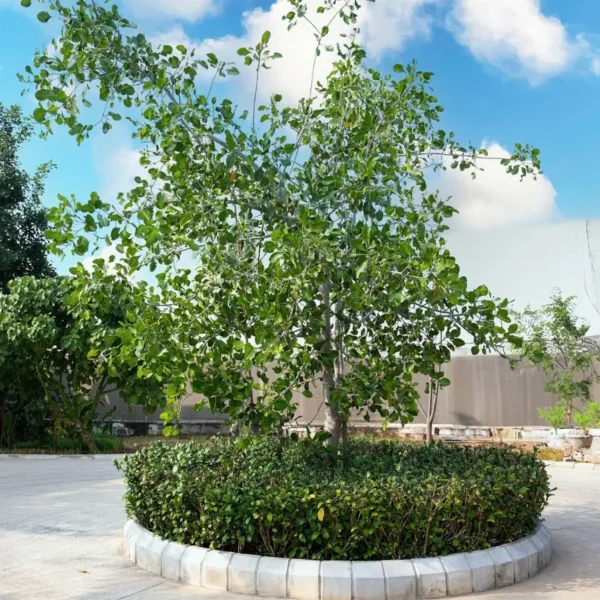 Buy Makhan Katori "Ficus krishnae" - Plant from Nursery Nisarga