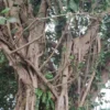 Buy Makhan Katori "Ficus krishnae" - Plant from Nursery Nisarga