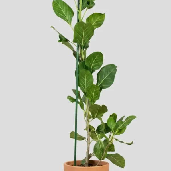 Buy Makhan Katori "Ficus krishnae" - Plant from Nursery Nisarga