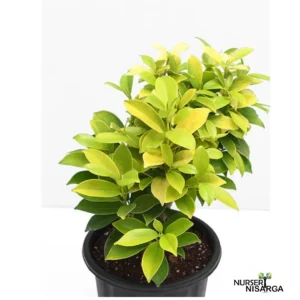 A vibrant green ficus or Ficus Microcarpa Panda plant with glossy, broad leaves, thriving in a pot , adding a touch of nature and elegance to the living space.