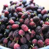 Mulberry plant air layered variety - Nursery Nisarga