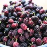 Mulberry plant air layered variety - Nursery Nisarga