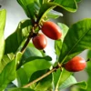 Close-up of vibrant red miracle fruit berries on a branch with lush green leaves