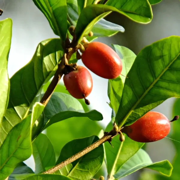 Close-up of vibrant red miracle fruit berries on a branch with lush green leaves