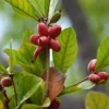 A cluster of fresh miracle fruit berries or Synsepalum dulcificum on a plant, showing their bright red color.