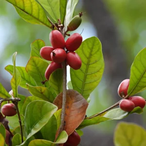 A cluster of fresh miracle fruit berries or Synsepalum dulcificum on a plant, showing their bright red color.