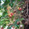 Nagchampa(Cannonball Tree) with its large, spherical fruits and vibrant, fragrant flowers, showcasing a unique and striking appearance in a lush, tropical garden.