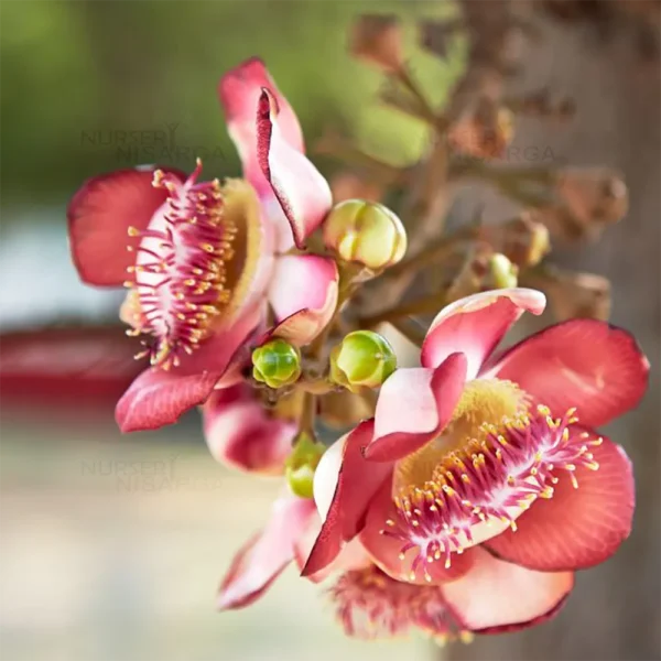 Nagchampa (Cannonball Tree) with its large, vibrant, fragrant flowers, showcasing a unique and striking appearance in a lush, tropical garden.