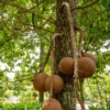 Buy Nagkesar or Cannonball "Mesua ferrea" - Plant From Nursery Nisarga