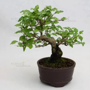 Buy Premna Japonica Bonsai "Musk Maple" - Plant Nursery Nisarga