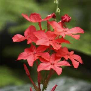 Plumbago Red "Plumbago indica" - Plant