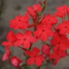 Plumbago Red "Plumbago indica" - Plant