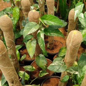 Buy Epipremnum Pinnatum Variegated "Variegated Devil’s Ivy" Plant From Nursery Nisarga