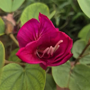 Buy Bauhinia Tomentosa Red, Orchid Tree Red From Nursery Nisarga