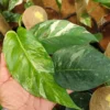 Buy Epipremnum Pinnatum Variegated "Variegated Devil’s Ivy" Plant From Nursery Nisarga