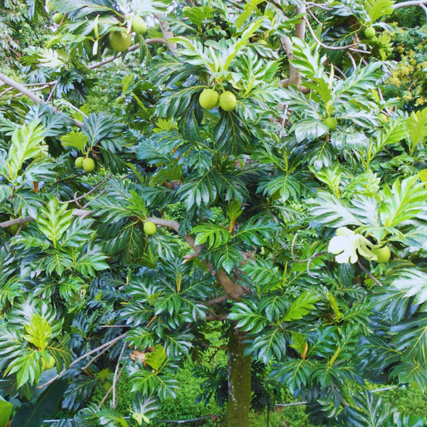Buy Breadfruit, Nirphanas "Artocarpus altilis" - Plant from Nursery Nisarga