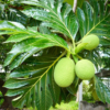Buy Breadfruit, Nirphanas "Artocarpus altilis" - Plant from Nursery Nisarga