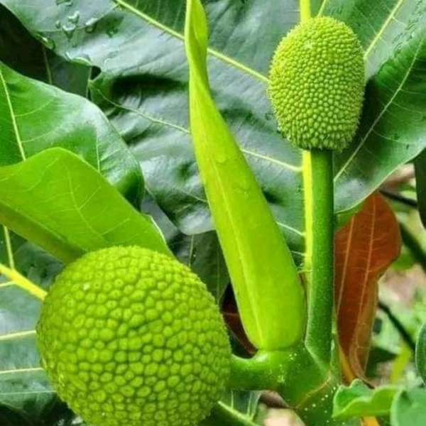 Buy Breadfruit, Nirphanas "Artocarpus altilis" - Plant from Nursery Nisarga