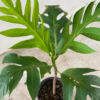 Buy Breadfruit, Nirphanas "Artocarpus altilis" - Plant from Nursery Nisarga