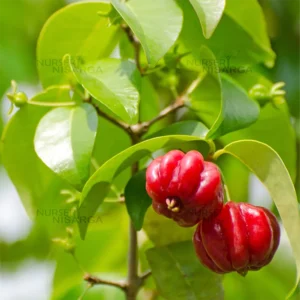 Buy Surinam Cherry "Eugenia uniflora" - Plant From Nursery Nisarga