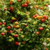 Buy Surinam Cherry "Eugenia uniflora" - Plant From Nursery Nisarga