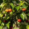 Buy Surinam Cherry "Eugenia uniflora" - Plant From Nursery Nisarga