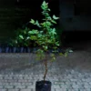 Buy Surinam Cherry "Eugenia uniflora" - Plant From Nursery Nisarga