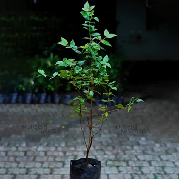 Buy Surinam Cherry "Eugenia uniflora" - Plant From Nursery Nisarga