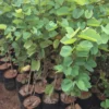 Buy Bauhinia Tomentosa Red, Orchid Tree Red From Nursery Nisarga