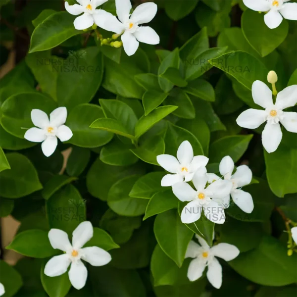 Buy Wrightia antidysenterica | Crepe Jasmine - Plant From Nursery Nisarga