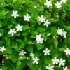 Buy Wrightia antidysenterica | Crepe Jasmine - Plant From Nursery Nisarga