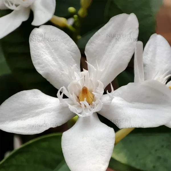 Buy Wrightia antidysenterica | Crepe Jasmine - Plant From Nursery Nisarga