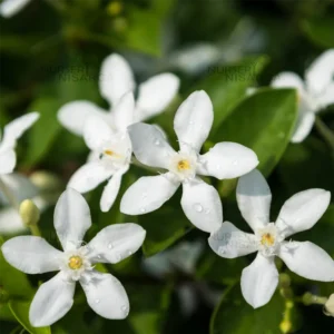 Buy Wrightia antidysenterica | Crepe Jasmine - Plant From Nursery Nisarga