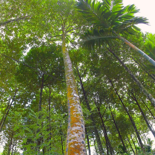 Buy Agar Wood , Aquilaria malaccensis Lamk- Tree from Nursery nisarga