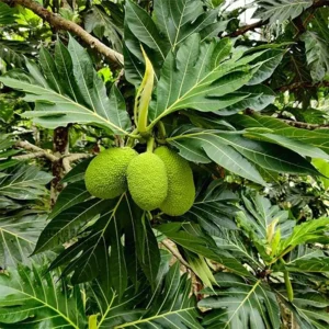 Buy Breadfruit "Artocarpus altilis" - Plant From Nursery Nisarga